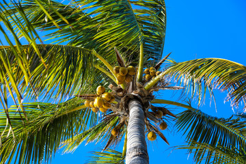 Palm Tree with Coconuts Swaying in the Breeze Amongst  Blue Skies in the Florida Keys