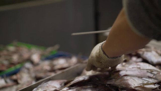 Fish processing plant. Dryer for processing fish. The worker puts the fish on the knitting needles. Raw fish pulled on knitting needles.