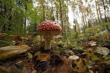 Fototapety na wymiar - Fototapeta24.pl