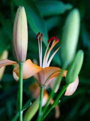 Flower of an Asian hybrid of lilies