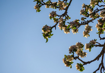 Blossoming very old apple tree against the blue spring sky. Close-up white apple flowers. Selective focus. Sunny evening. Nature concept for design. There is place for your text