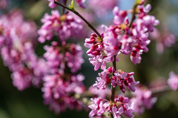 Obraz na płótnie Canvas Purple spring blossom of Eastern Redbud, or Eastern Redbud Cercis canadensis in sunny day. Close-up of Judas tree pink flowers. Selective focus. Nature concept for design