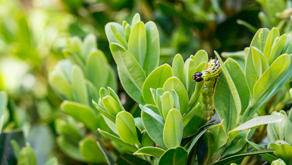 Caterpillar of the box tree moth (Cydalima perspectalis) on boxwood Buxus sempervirens. Close-up of striped pest on frech leaves. Biggest pest for Buxus Sempervirens, European box, or boxwood invasive - obrazy, fototapety, plakaty
