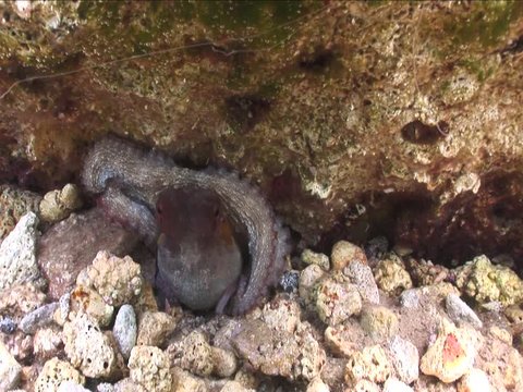 octopus underwater close up ventouse tentacles ocean scenery