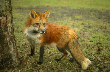 red fox in the wild