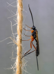 mosquito sucking blood extreme macro