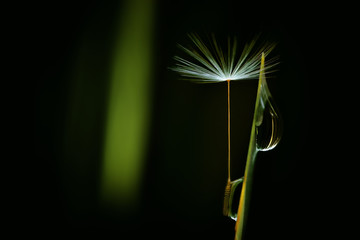 dandelion seed head