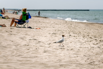 black faced seagull on a beach