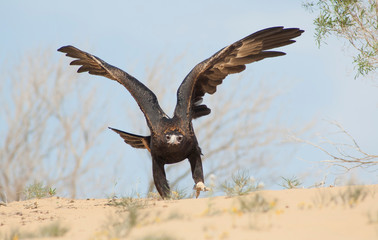 Naklejka premium Wedge-tailed eagle in flight in the South Australian desert.