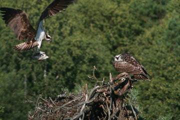 Osprey or more specifically the western osprey (Pandion haliaetus) — also called sea hawk, river hawk, and fish hawk