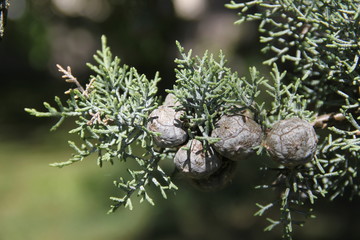 Leyland cypress tree balls seeds and needles