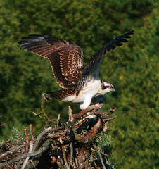 Osprey or more specifically the western osprey (Pandion haliaetus) — also called sea hawk, river hawk, and fish hawk