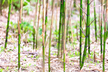 Obraz premium Sprouts of young bamboo. Bamboo in the mountains of Italy. Bright and juicy young bamboo.