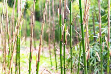 Fototapeta na wymiar Sprouts of young bamboo. Bamboo in the mountains of Italy. Bright and juicy young bamboo.