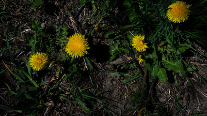 Moiki na polanie. © Bernadeta