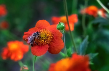 red poppy flowers