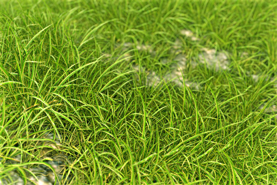 Realistic lawn with green grass render 3d
