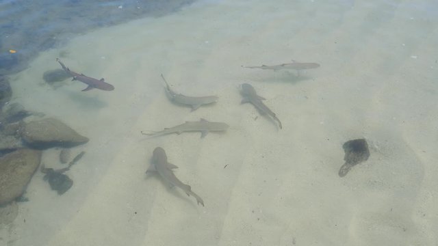 Baby Sharks swim around in shallow water
