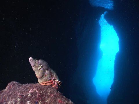 hermit crab in a cave underwater close up eyes ocean scenery 