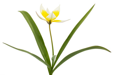 Flower of tulipa Tarda, botanical tulip, isolated on white background