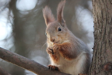 Naklejka na ściany i meble The squirrel eats nuts 