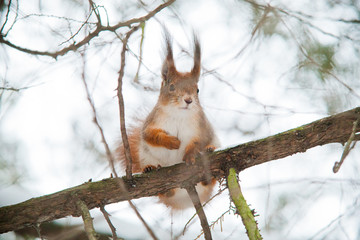 Squirrel on a tree on a branch

