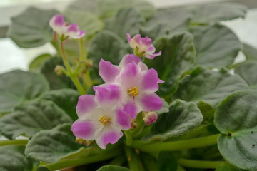 pink white african violet flower