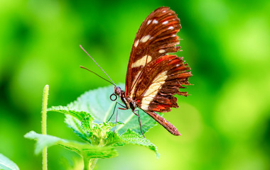 Beautiful  heliconius  butterfly  sitting on flower in a summer garden

