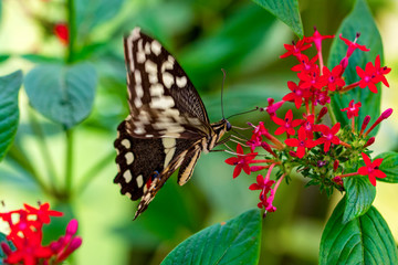 Closeup beautiful butterfly in a summer garden