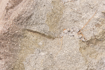 Stone texture background 