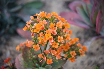 orange flowers in garden