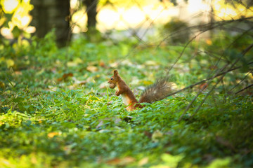 Squirrel with a nut in his mouth eating a nut

