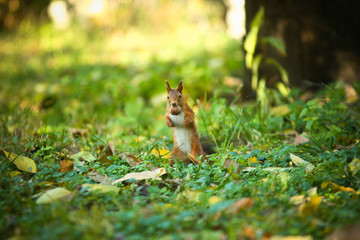 Squirrel with a nut in his mouth eating a nut
