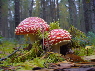 amanita muscaria fly agaric mushroom