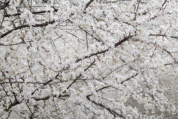 Sakura floweres blooming in full frame. Spring season.
