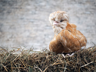 Rare exotic hens with large plumes on their heads