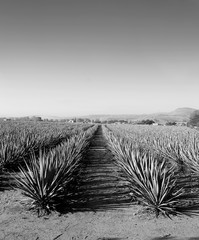 Tequila agave  lanscape Black and White