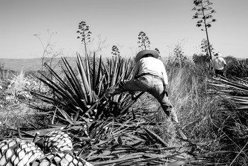Man working on agave cutting for the tequila industry. - obrazy, fototapety, plakaty