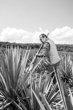 Man working on agave cutting for the tequila industry.