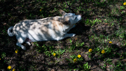 Pies bawiący się patykiem. © Bernadeta