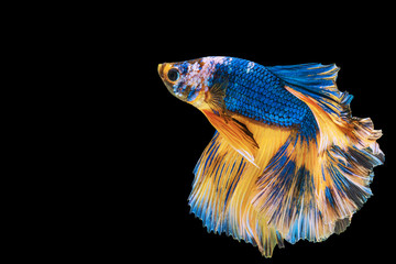 Betta splendens fighting fish in Thailand on isolated black background. The moving moment beautiful of blue&yellow Siamese betta fish with copy space.