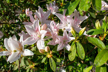 A White Flower on a Bush Full of Other White Flowers
