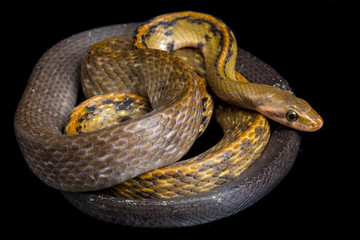 Coelognathus flavolineatus, the black copper rat snake or yellow striped snake, is a species of...