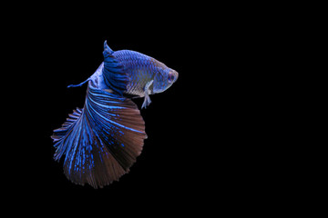 Betta splendens fighting fish in Thailand on isolated black background. The moving moment beautiful of blue&black Siamese betta fancy fish with copy space.