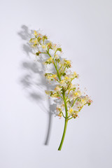 Chestnut branch with leaves and flower on white background.