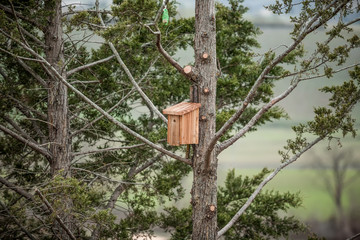 Bird house nesting Cave