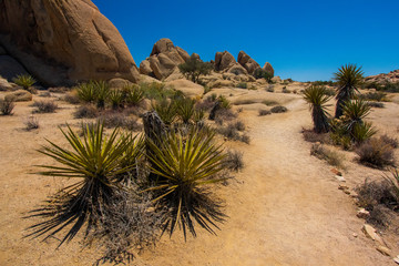 Beautiful Mojave desert with Joshua trees, United States