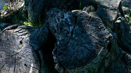 Pień drzewa. © Bernadeta