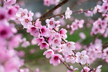 Fototapeta na wymiar Flowering cherry against a blue sky. Cherry blossoms. Spring background. Blossoming cherry trees in spring. Spring Cherry blossoms, pink flowers.