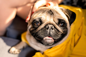 Small beautiful pug in yellow overalls close-up. Horizontal frame
